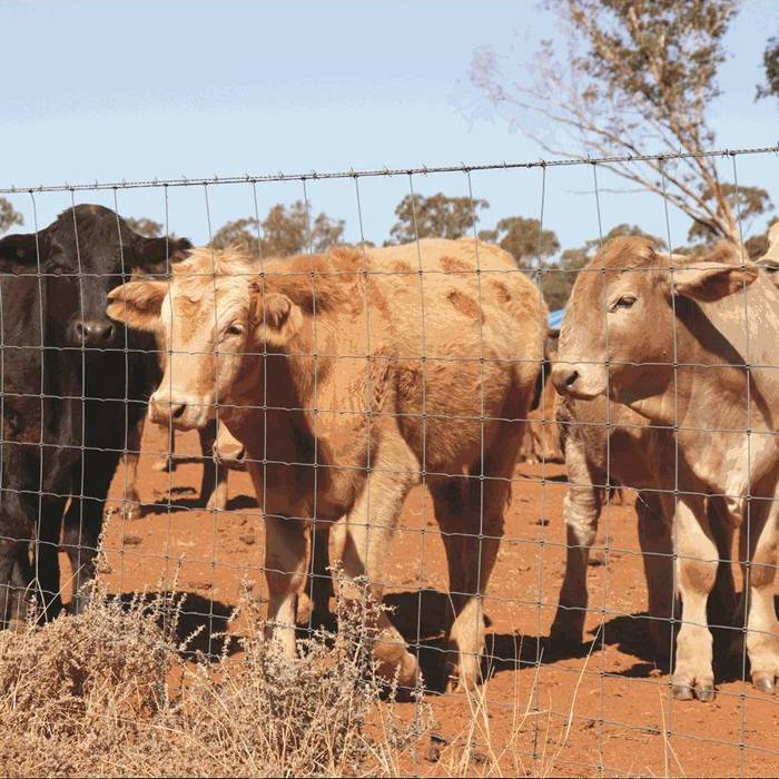 Varios bovinos están en el área encerrados por las cercas de nudos de articulación de bisagra.