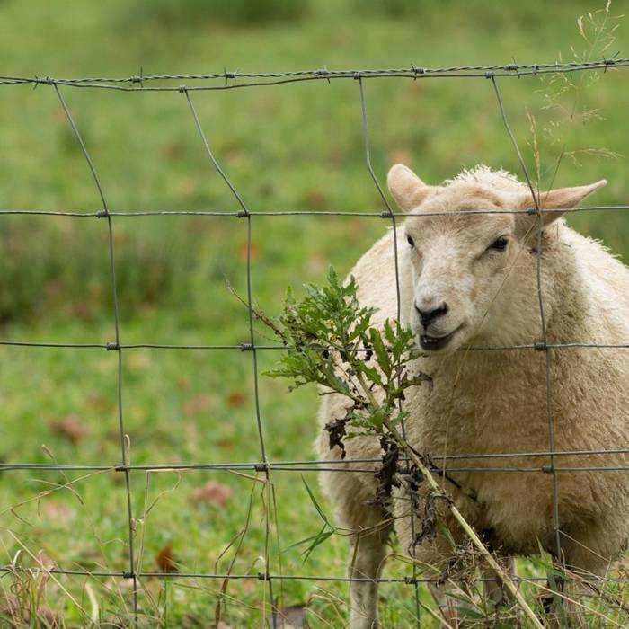 Una oveja está en el área rodeada por las vallas de nudos de articulación de bisagra.