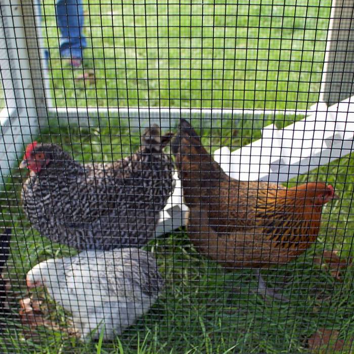 Trois poulets dans le poulailler en rouleaux de treillis métallique soudé